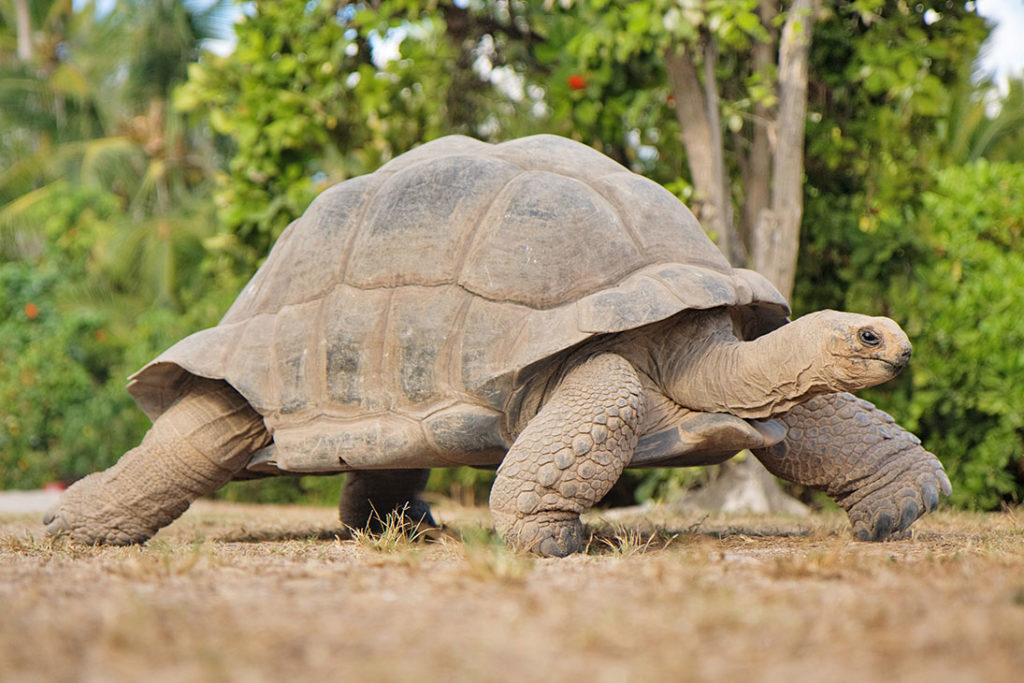 Tortue