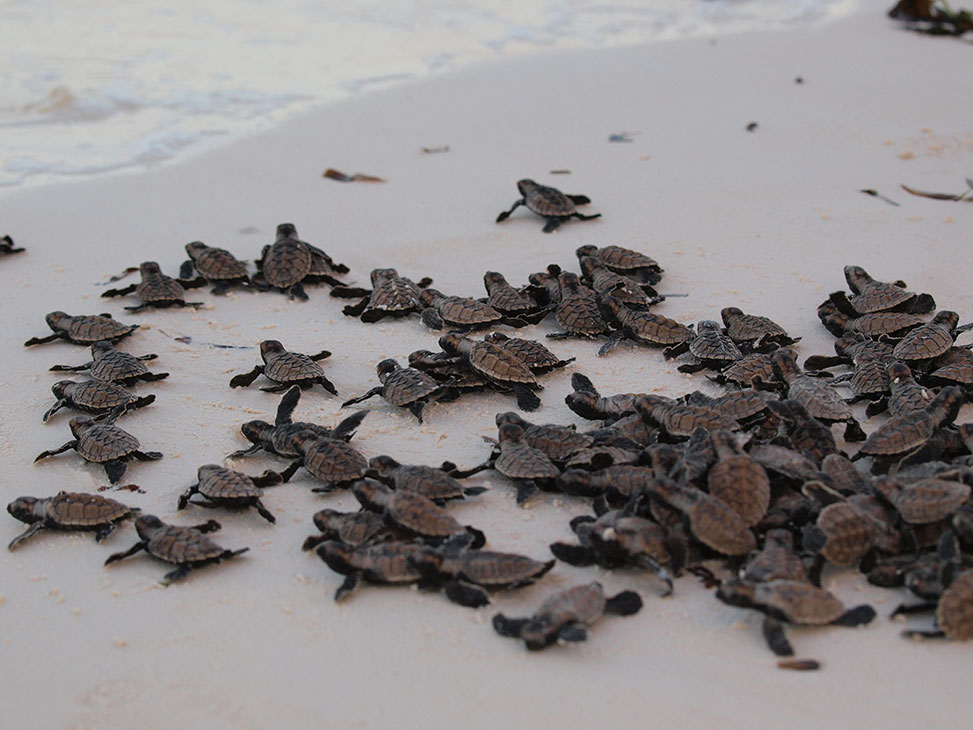 Tortues