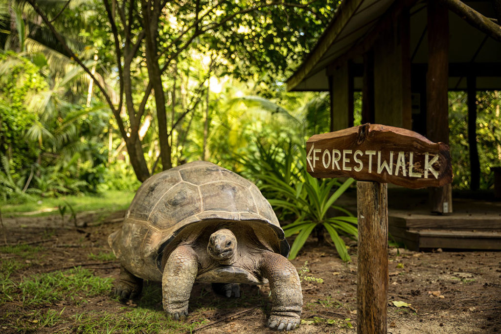 Tortue