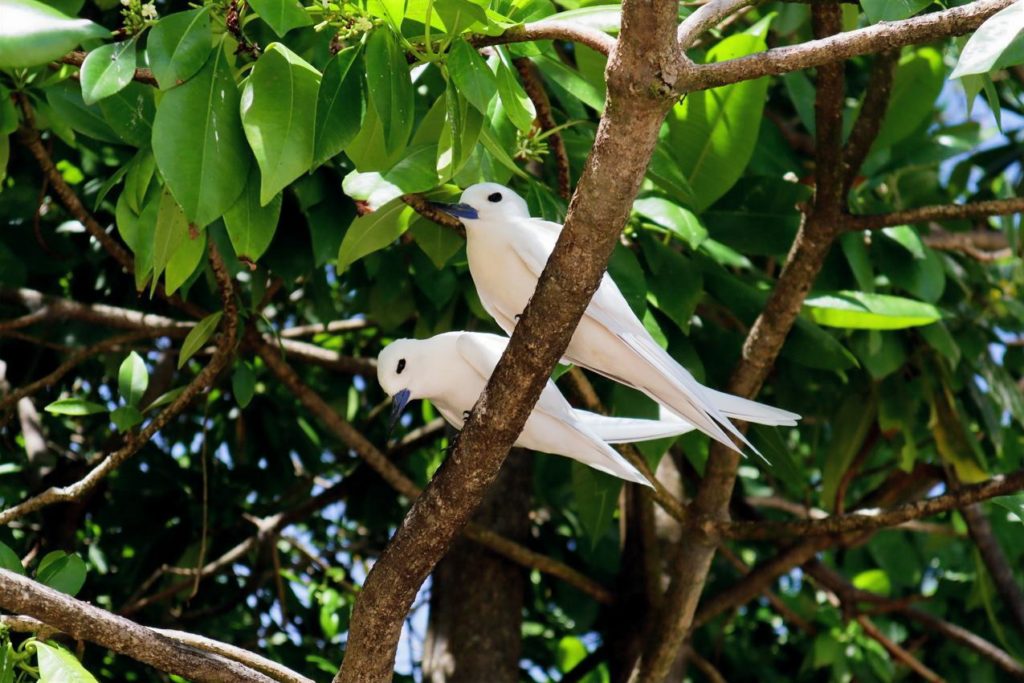 Indalo_Seychelles_Guide_Sternes