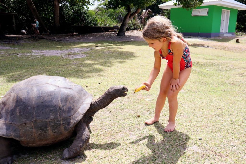 Indalo_Seychelles_Guide_Tortue