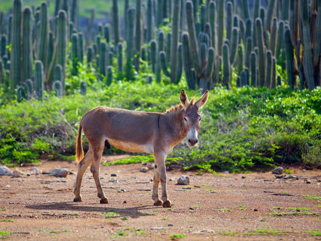 Indalo_Bonaire_Guide_Ane2