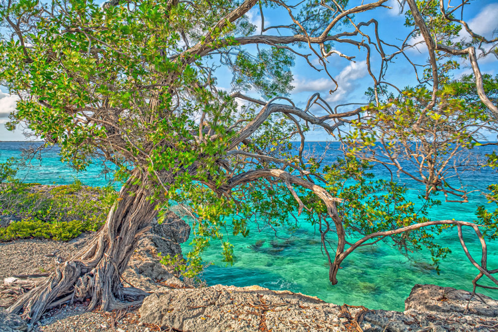 Indalo_Bonaire_Guide_Washington Slagbaai-arbre